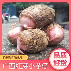 广西红芽小芋头仔软糯香芋艿毛芋特产新鲜蔬菜荔浦种植