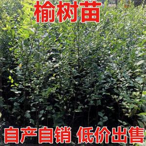 庭院种植苗木榆树苗速生榆树苗榆钱树苗树苗榆树小苗榆树墙苗