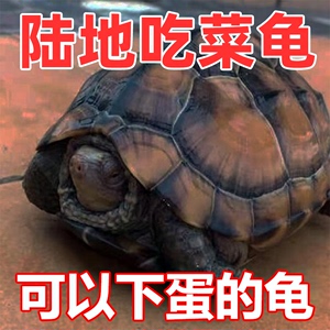 陆地巨型草龟吃菜龟活物特大乌龟宠物小乌龟苗大型巨蛋龟大只罕见
