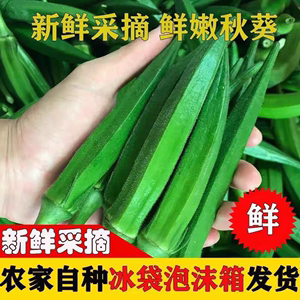 精品黄秋葵农家自种水果秋葵新鲜蔬菜鲜嫩采摘现摘现发整箱包邮