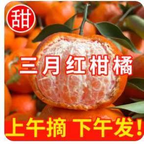 现货川红橘重庆万州古红橘柑桔子四川大红袍新鲜10斤陈皮原料
