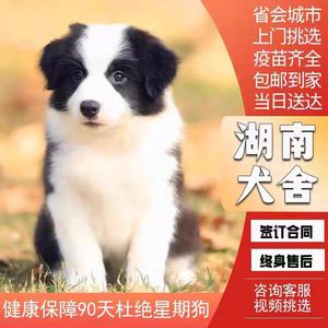 【湖南犬舍】边牧纯种幼犬 黑白陨石色幼犬 活体高智商可爱宠物狗