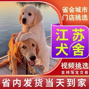 【江苏犬舍】金毛幼犬赛级纯种宠物狗活幼体小狗动物活的宠物训练