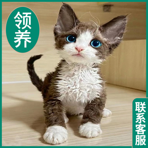 猫咪活物宠物幼猫布偶猫猫英短兔子蓝猫橘猫银金渐层幼崽美短小猫