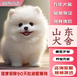 【山东犬舍】纯种博美犬 幼犬哈多利球形博美俊介犬 宠物狗狗活体