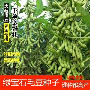 绿宝石青毛豆种子青皮黄豆早毛豆种籽9号季耐热春季蔬菜种子大全
