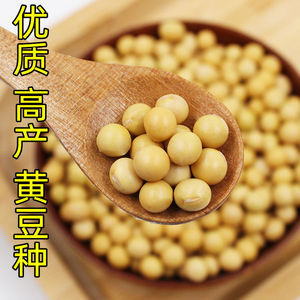 高产黄豆特大籽高产优质大粒非转基因黄豆中晚熟大豆菜毛豆种植