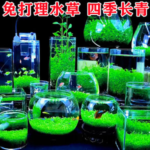 生态玻璃鱼缸小型乌龟缸水草种子籽植物真草造景桌面客厅家用装饰