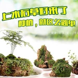 干苔藓过冬无菌兰花鲜活布景中大型保暖种籽专用水草假山石头软装