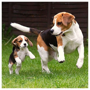 赛级比格犬幼犬纯种比格犬米格鲁猎兔犬巴吉度狗中小型活体宠物狗