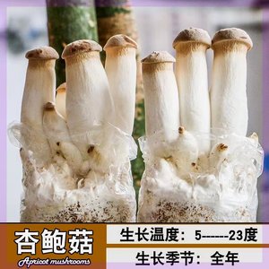 杏鲍菇菌包菌种家种蘑菇菌包家庭室内外新鲜蘑菇可食用蘑菇菌种植