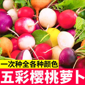 五彩樱桃萝卜种子红黄绿紫白皮水果萝卜菜籽嫩脆四季蔬菜阳台盆栽