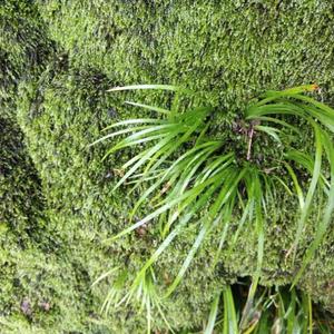 鱼缸栽菖蒲水培办公绿植草附庭院虎须石菖蒲盆景植物石龙根*昌蒲