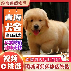 【青海犬舍】纯种金毛幼犬赛级双血统金毛犬中大型犬活体宠物狗狗