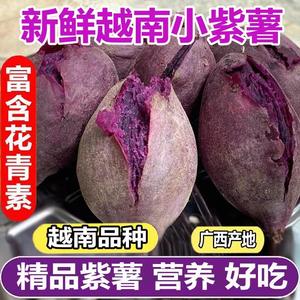 正宗越南小紫薯珍珠板栗紫薯新鲜低脂粉糯紫地瓜现挖沙地番薯甜5
