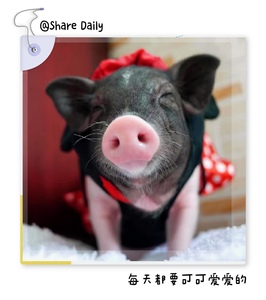 泰国迷你小香猪宠物猪长不大好养幼崽萌宠活苗宠物活体网红荷兰猪