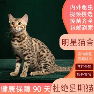 香港发货纯种孟加拉豹猫活体幼崽玫瑰纹金豹银豹雪豹宠物猫咪赛级