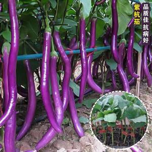 紫龙杭茄线茄子种子苗耐旱抗病春季夏黑紫色长茄子种籽