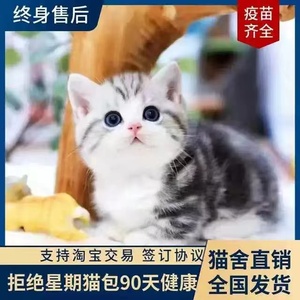 美短猫幼猫标斑加白起司纯种虎斑猫美国短毛猫矮脚猫宠物猫咪活物