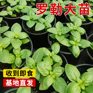 意大利甜香罗勒九层塔香草可食用盆栽阳台食用盆栽厨房驱蚊绿植