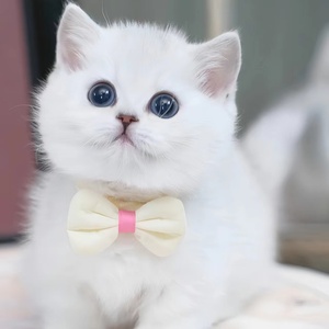 银渐层幼猫活体英短蓝猫纯种蓝白猫美短加菲猫金吉拉布偶猫咪活物