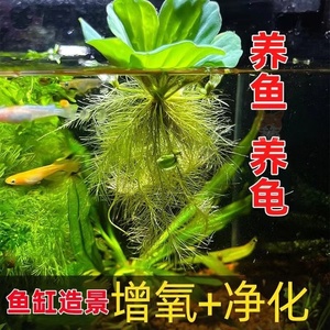 水芙蓉浮萍水草鱼池净化水质植物水养增氧水草真草室内外乌龟水草