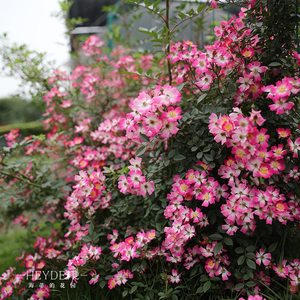 海蒂的花园 遮阳伞可垂吊成花瀑布月季庭院阳台盆栽花卉植物花苗