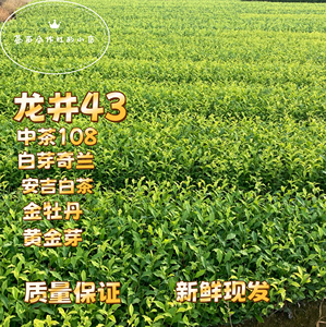 龙井43茶苗中茶108苗金牡丹茶树苗黄金芽苗白芽奇兰等几十种