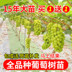 巨峰葡萄树苖阳光玫瑰果树苗盆栽南北方四季种植地栽庭院爬藤耐寒