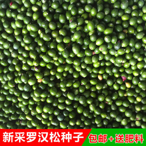 新采罗汉松种子雀舌盆景松树大叶小叶松红芽台湾日本珍珠罗汉松籽