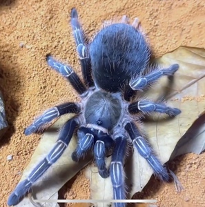 哥斯达黎加斑马脚(蓝色种) 蓝哥斑 爬宠 捕鸟蛛 宠物蜘蛛