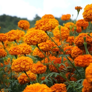 万寿菊花种籽子四季播种开花易活臭芙蓉菊花籽庭院室外驱蚊花种子