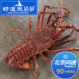 北京闪送 2-10斤 红龙虾 鲜活澳洲大龙虾 进口海鲜 鲜活红龙