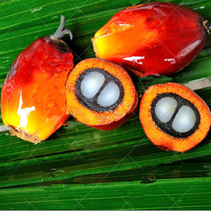 海南油棕果新鲜棕榈果3斤现摘香甜软糯产地直销热带雨林时令水果