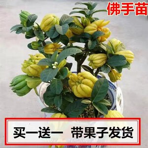 买1送1金华佛手佛手橘带果发货室内观果植物金佛手树苗盆栽佛手苗