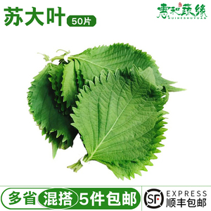 新鲜紫苏叶 苏大叶寿司叶海鲜去腥调味包烤肉菜50g鲜苏子叶 新鲜