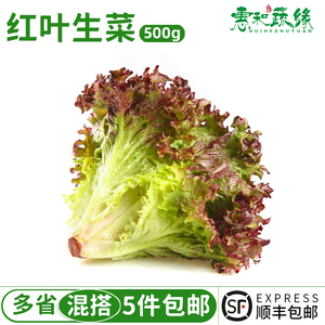 新鲜红叶生菜500g蔬菜沙拉轻食西餐色拉食材紫叶生菜罗莎红生菜