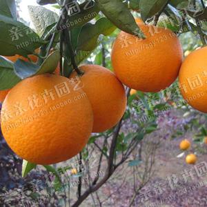 果树苗橙子树苗新品种埃及糖橙苗甜橙苗甜橙树苗真正纯甜无酸
