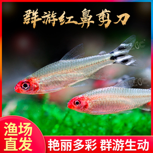 红鼻剪刀灯鱼活体小型热带淡水观赏鱼草缸灯鱼活体宠物群游鱼
