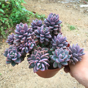 超大紫心多头老桩多肉植物粉色回忆紫色肉肉新手好养绿植花卉盆栽 阿里巴巴找货神器 超大紫心多头老桩多肉植物粉色回忆紫色肉肉新手好养绿植花卉盆栽 阿里巴巴找货神器