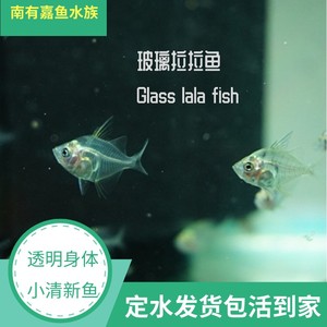 玻璃拉拉鱼小型观赏鱼透明热带鱼玻璃猫草缸灯科鱼群游鱼活体宠物