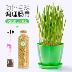 猫草种子猫薄荷猫零食化毛膏去毛球猫草水培种籽种植套装猫咪用品 阿里巴巴找货神器 猫草种子猫薄荷猫零食化毛膏去毛球猫草水培种籽种植套装猫咪用品 阿里巴巴找货神器