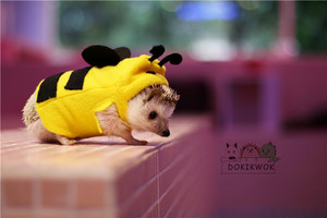 刺猬 荷兰猪豚鼠 花枝 小蜜蜂衣服 宠物衣服