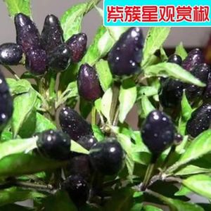 紫水晶观赏椒种子紫水晶蟠桃蔬菜家庭阳台盆栽四季播易种易成活