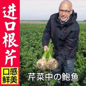 进口根芹种子地中海芹菜根蔬菜种籽四季播阳台耐热耐寒