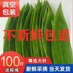 新鲜粽叶现摘免邮大号端午节包棕子叶竹子干真空包装100箬叶