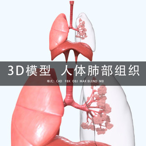 G422-C4D/MAYA/3DMAX三维模型人体肺部组织支气管肺泡3D模型素材