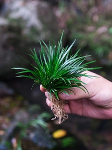 好养水菖蒲水陆缸古法鱼缸造景假山附石生态缸室内微景观水培植物