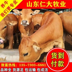 鲁西黄牛小牛多少钱一头小牛出售牛市场西门塔尔牛价格买小牛母牛
