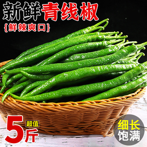 贵州青线椒5斤农家自种新鲜辣椒当季朝天椒尖椒小米辣椒蔬菜包邮